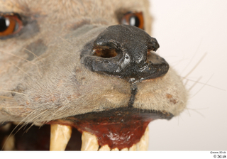 Striped Hyena Hyaena hyaena nose 0001.jpg